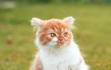   angry ginger kitten looks away. funny fluffy kitten.