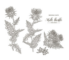 Milk Thistle Plant Hand Drawn. Thistle Flowers And Seeds Isolated On White Background. Medical Gerbs Collection. Vector Illustration Engraved.