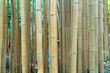 Frischer brauner Bambus