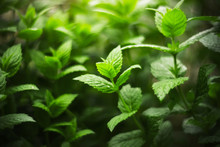 Thickets Of Fragrant Fresh Mint, Covered With Dew Drops And Illuminated By A Dim Light.