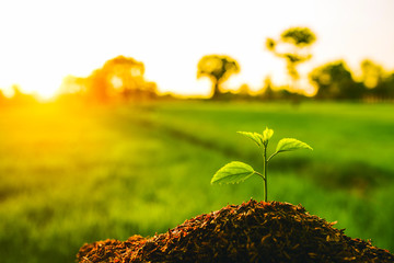 Seedling are growing in the soil with water drops and sunlight in the morning. / World Soil Day.