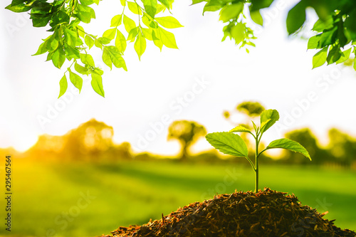 Fotografía Seedling are growing in the soil with water drops and sunlight in the morning