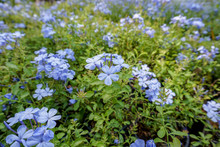 Light Blue Trumpet Shaped Flowers In The Garden