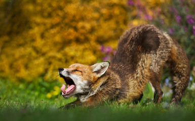 Wall Mural - Close up of a red fox yawning