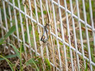 Poster - mating pair of Orthetrum albistylum skimmer dragonflies