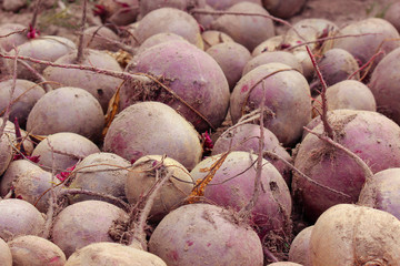 a rich harvest of beets. in autumn, vegetables are dug up for storage. healthy eco-friendly food independently grown.