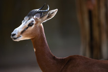 Portrait Of Dama Gazelle In Low Key