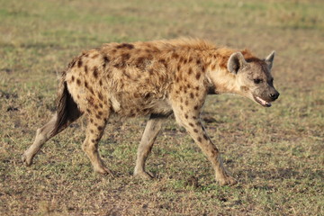 Spotted hyena in the african savannah.