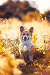 portrait funny cute puppy dog a red headed corgi sits on a summer meadow and smiles contentedly agai