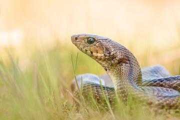 Ladder snake (Zamenis scalaris) hungry