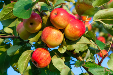 Apple tree lit by the sun. Bright ripe red rosy apples on a branch.