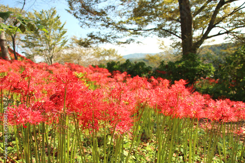 彼岸花 栃木県茂木町 城山公園 Buy This Stock Photo And Explore Similar Images At Adobe Stock Adobe Stock