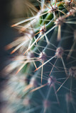 Fototapeta Dmuchawce - closeup of cactus