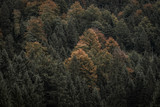 Fototapeta Na ścianę - herbstlicher Wald bei Sonnenaufgang
