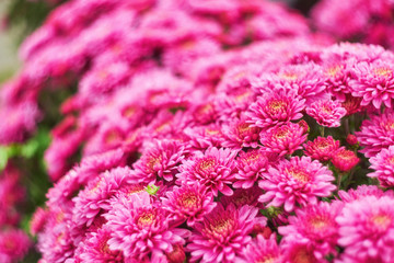 Autumn varicoloured chrysanthemum flower