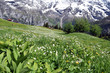 alpine meadow in the Swiss Alps with snow covered peaks in the backgrund