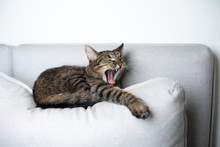 Tabby Shorthair Cat Resting On Gray Sofa Pillow Yawning Stretching Out Paw