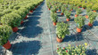 © allexxandarx - Outdoor Plant Nursery, Potted Plants, Flower Pots Outdoor, Nursery for plants 