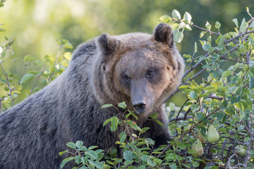 the marsican brown bear (ursus arctos marsicanus)