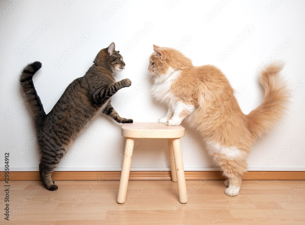 two cats armwrestling fight battle. side view of two cats facing each other on a wooden stool in front of white wall. one cat is raising it's paw - obrazy, fototapety, plakaty 