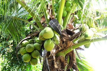 coconut​ fruit​s, coconut​ cluster on​ the​ tree.