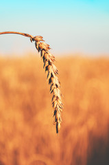 Close up of wheat ear on a blurred background