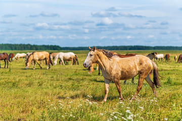 Horses graze in the meadow on a summer day.