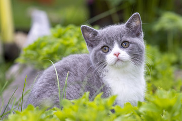 Wall Mural - British Shorthair kitten sitting in the grass and looking at the camera. The concept of walks in the fresh air