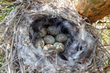 Poster - Lanius excubitor. The nest of the Great Grey Shrike in nature.