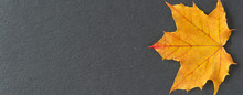 Single Yellow Maple Leaf On A Gray Slate Tile, As A Fall Nature Background