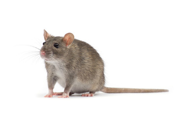 Wall Mural - rat isolated on white background