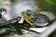 frog, amphibian