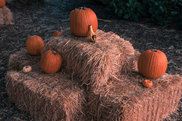 Pumpkins on Hay