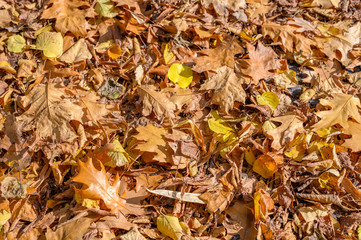 On the ground lying golden autumn leaves on the roadside.