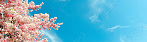 cherry-blossom-tree-in-springtime-with-blue-sky-panorama-or-banner-size