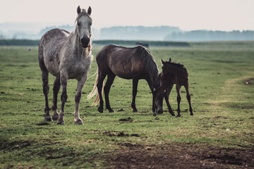 Wall Mural - horses in the field