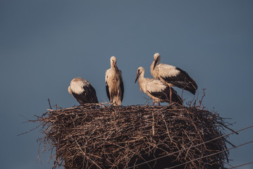 storks in nest