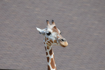 Canvas Print - Giraffe in the outdoors