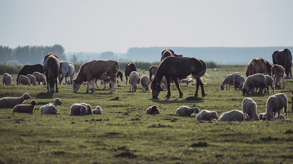 Wall Mural - herd of cows