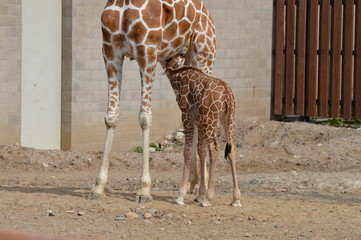 Canvas Print - Baby giraffe nursing with their mother