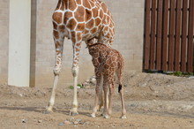 Baby Giraffe Nursing With Their Mother
