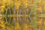 Fototapeta Las - Serene autumn landscape at forest lake