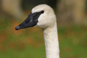 Sticker - trumpeter swan