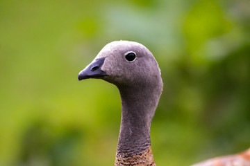 Canvas Print - goose