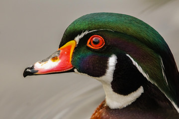 Canvas Print - wood duck