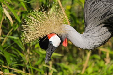 Poster - crowned crane