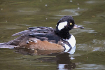 Poster - duck