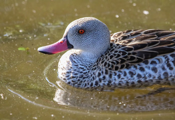 Wall Mural - duck