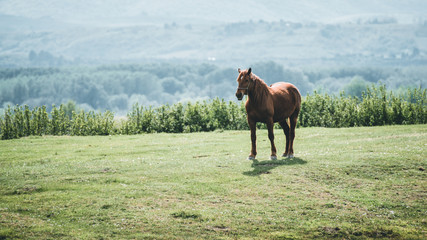 Wall Mural - horse in a field