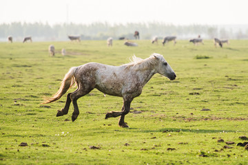 Wall Mural - mare and foal